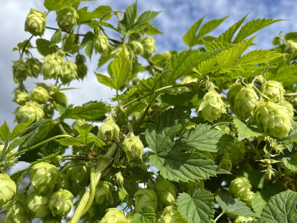 Mogen humle mot en blå himmel