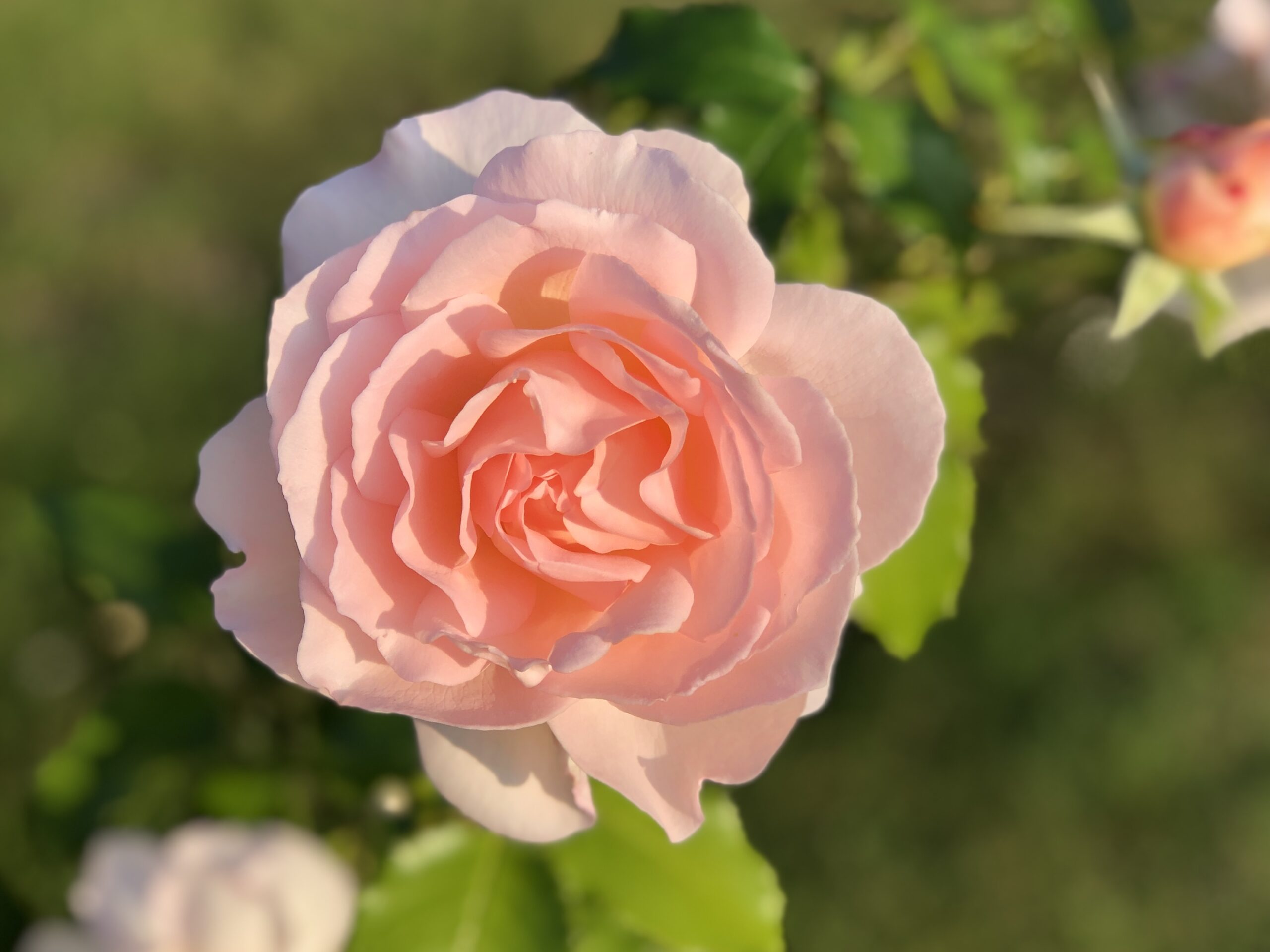 Rosen Chandos Beauty i rosa och aprikos nyanser.