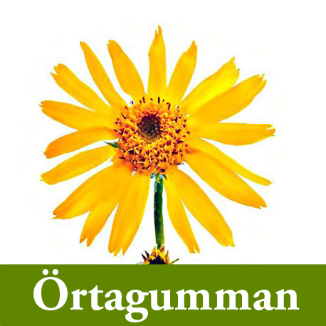 Bild på gul arnica. Örtagummans logotype.