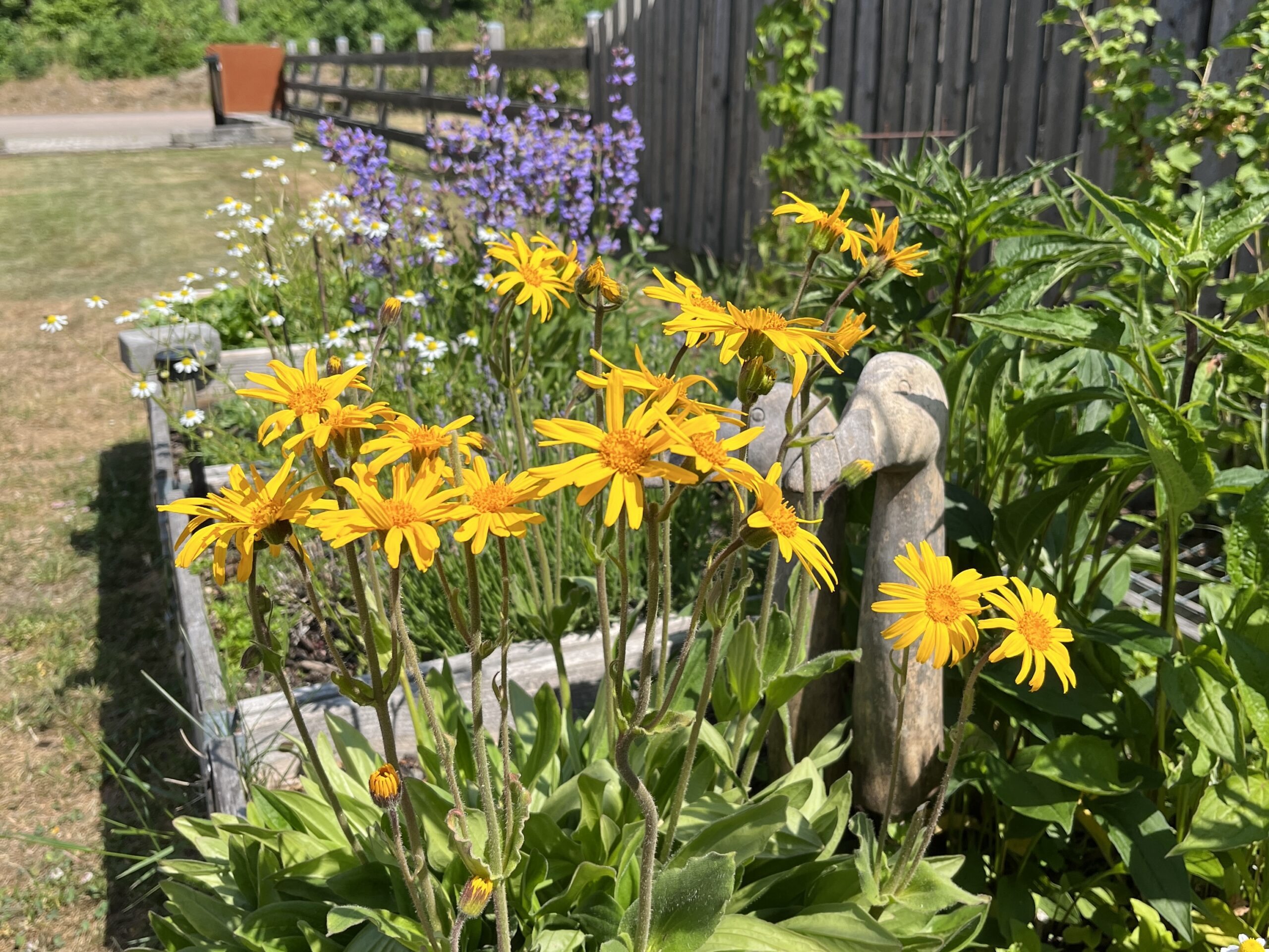 Arnicaolja är guld för ömma muskler och leder!