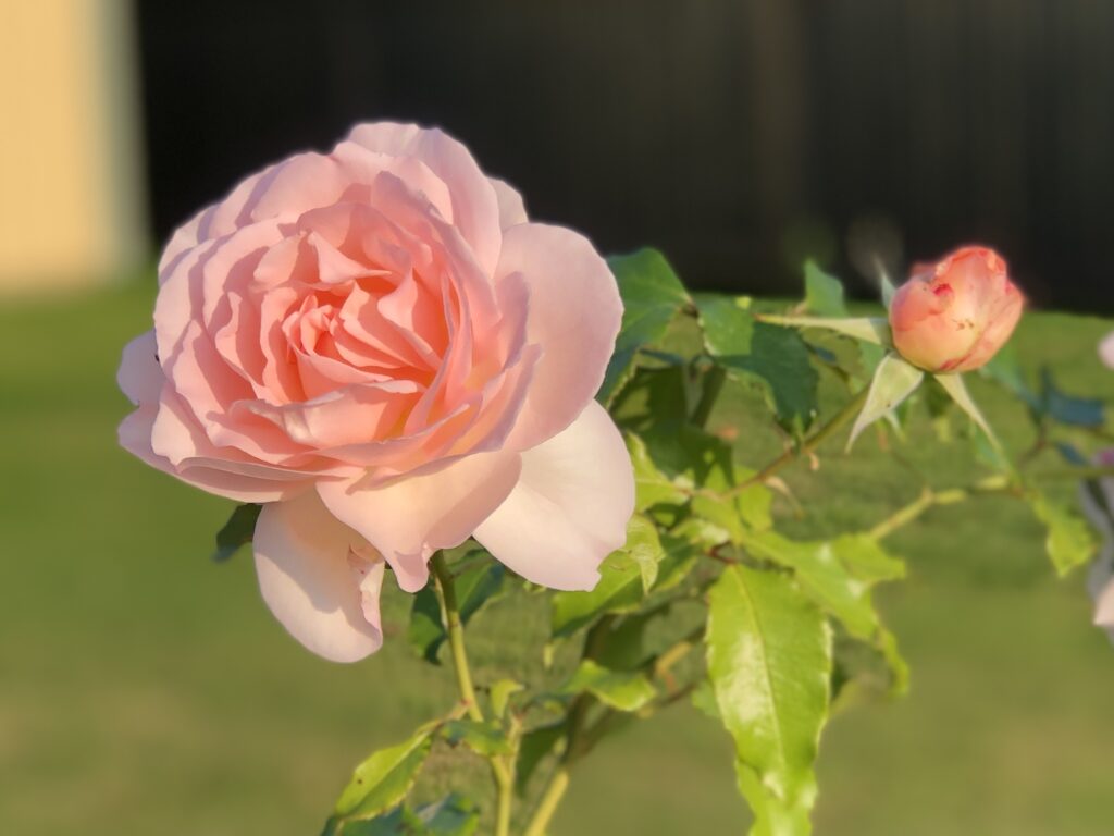 Ljusrosa aprikos ros Chandos Beauty som används till rosenolja.