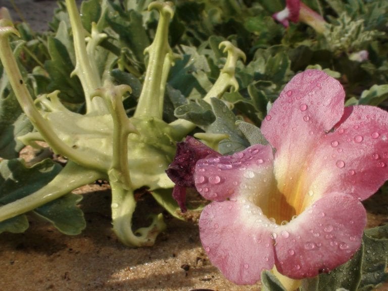 Afrikans blomma rosa djävulsklo