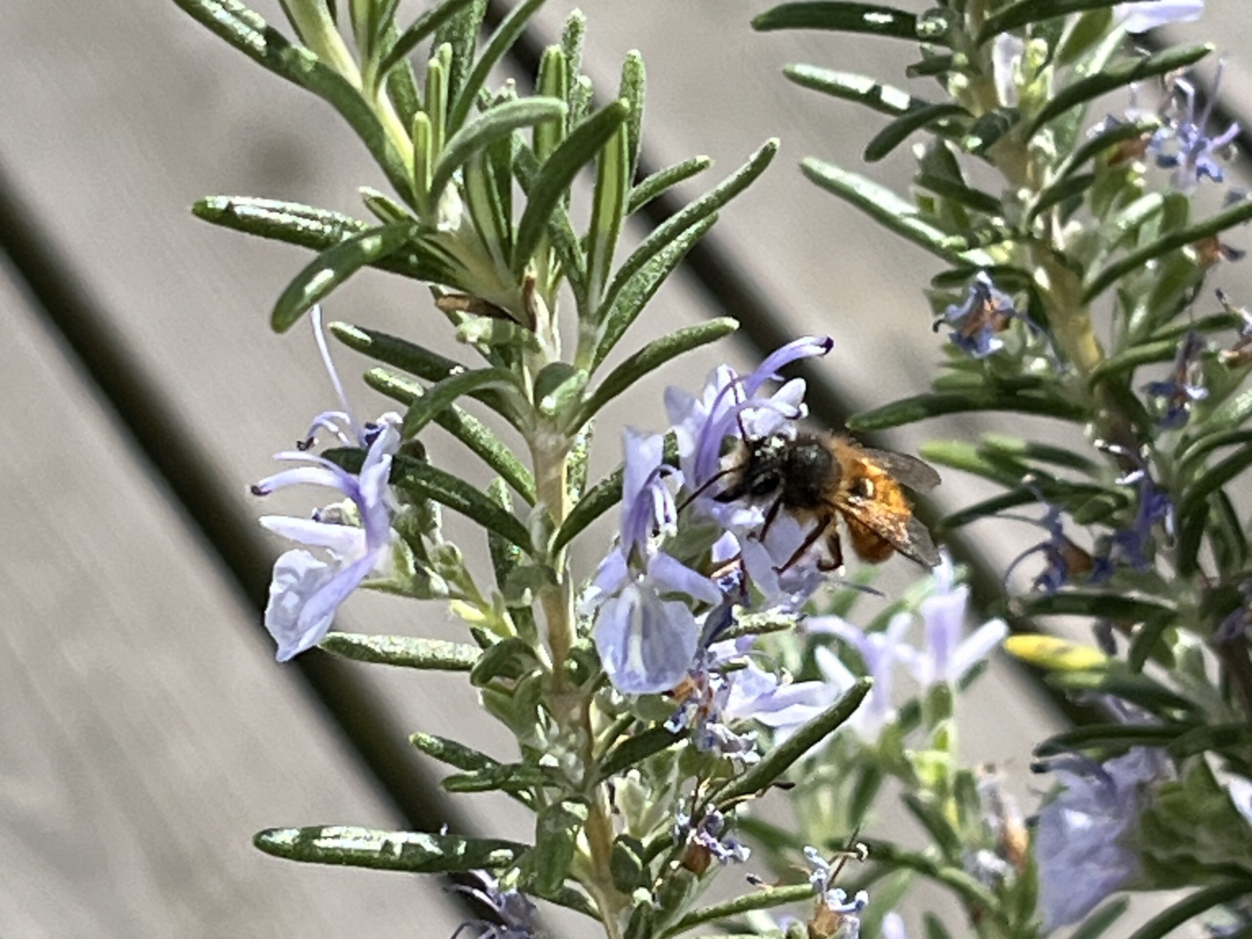 Ett bi suger nektar ur en blålila rosmarinblomma.