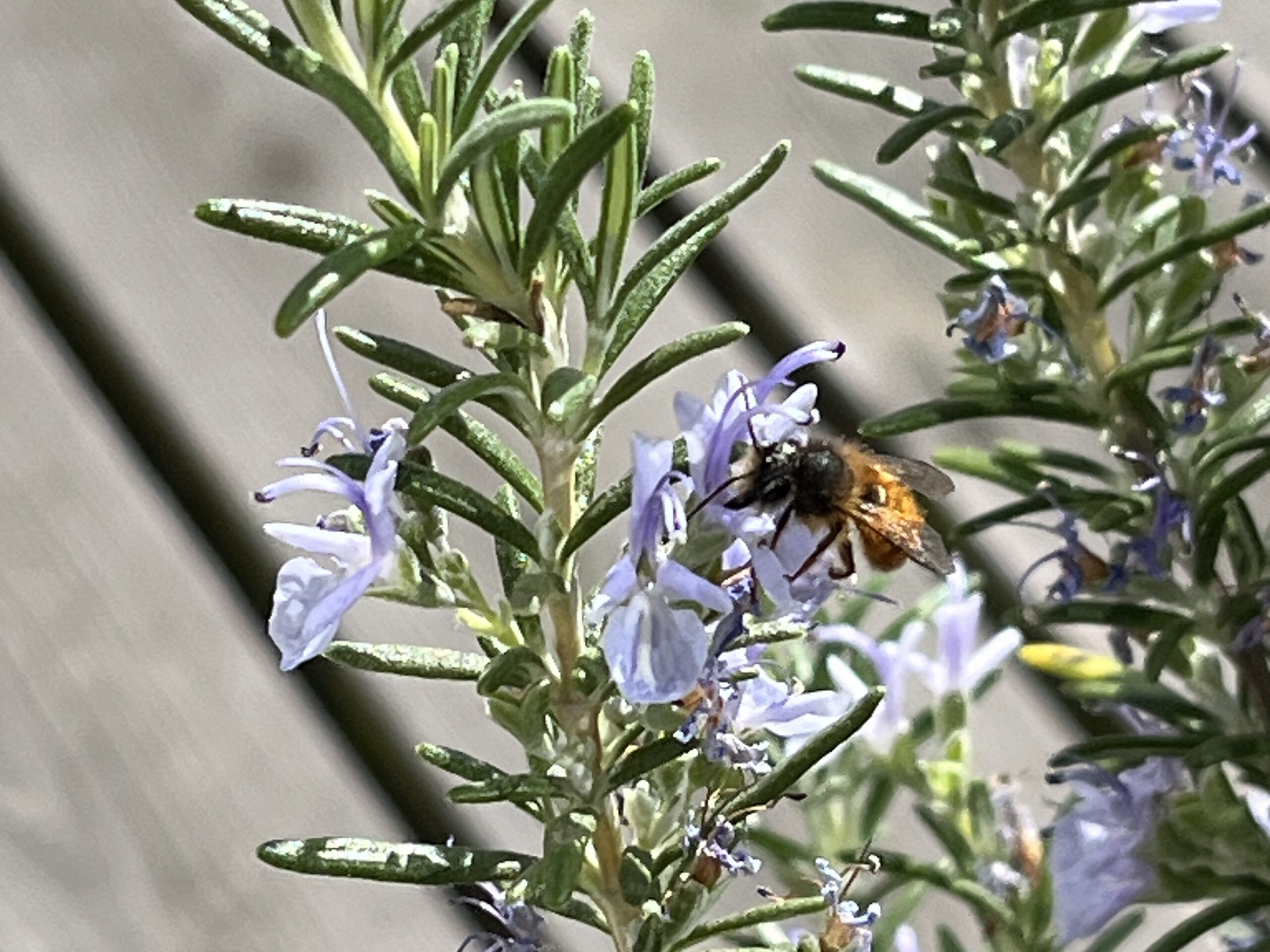 Övervintra din rosmarin och få en underbart blommande liten buske!