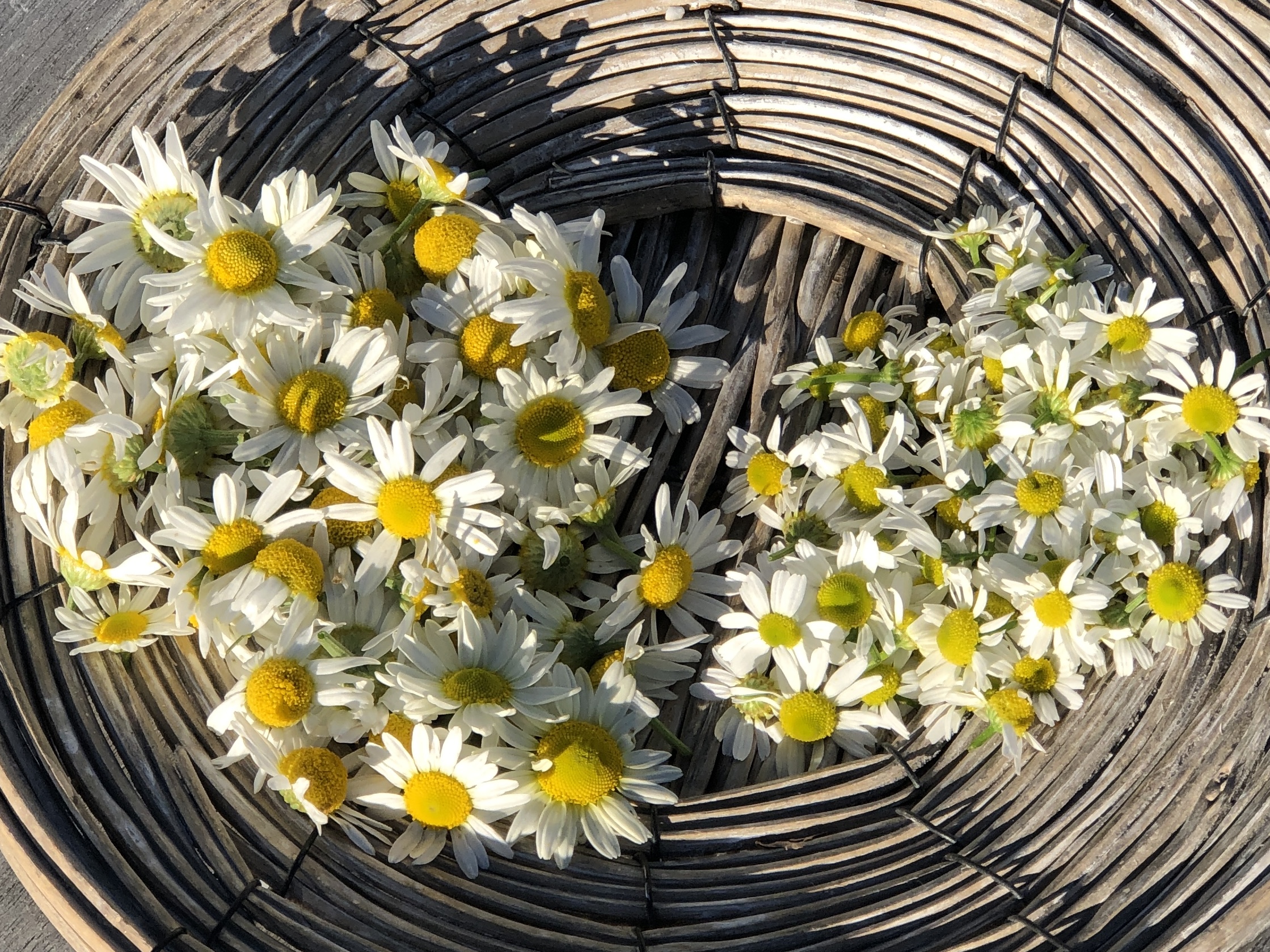 Ett rottingfat med blommorna av äkta kamomill och romersk kamomill.