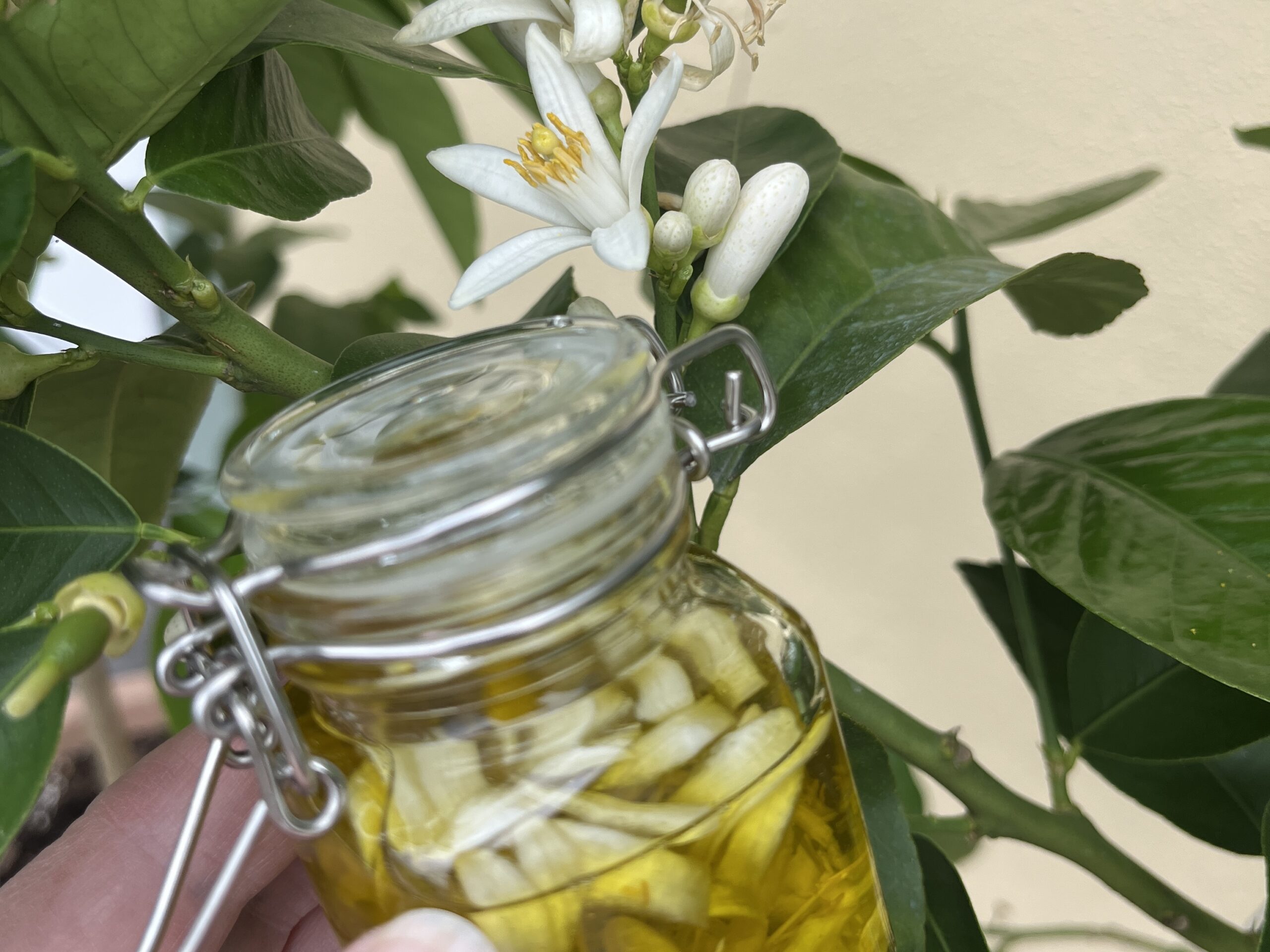 Testar att göra olja på citronblommor.