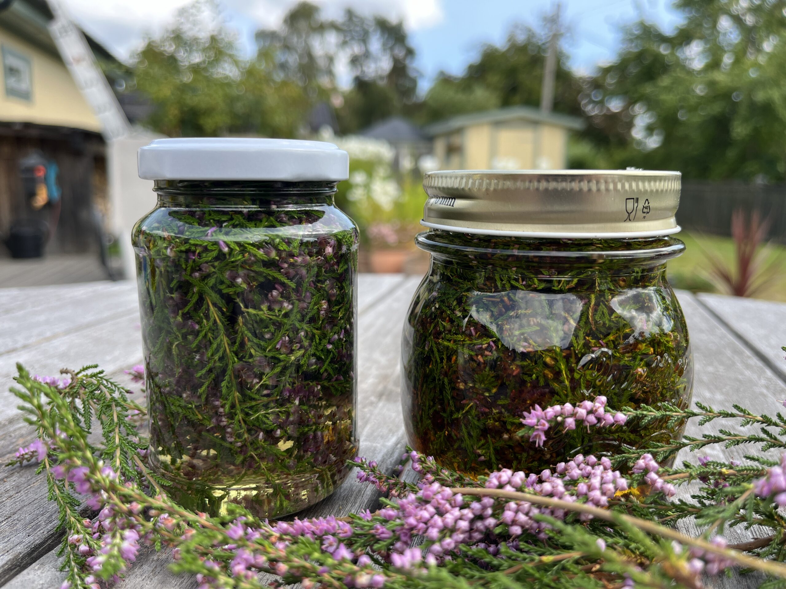 Ljung är ett naturens kraftpaket – gör tinktur, örtolja, salva och te!
