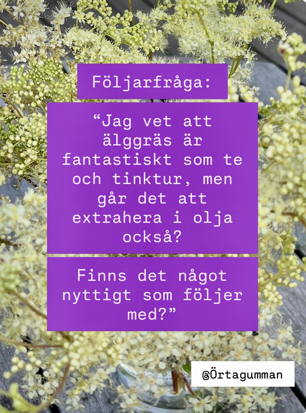 Går det att extrahera älggräs i olja?